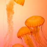 Quelles sont les vertus du collagène marin ?